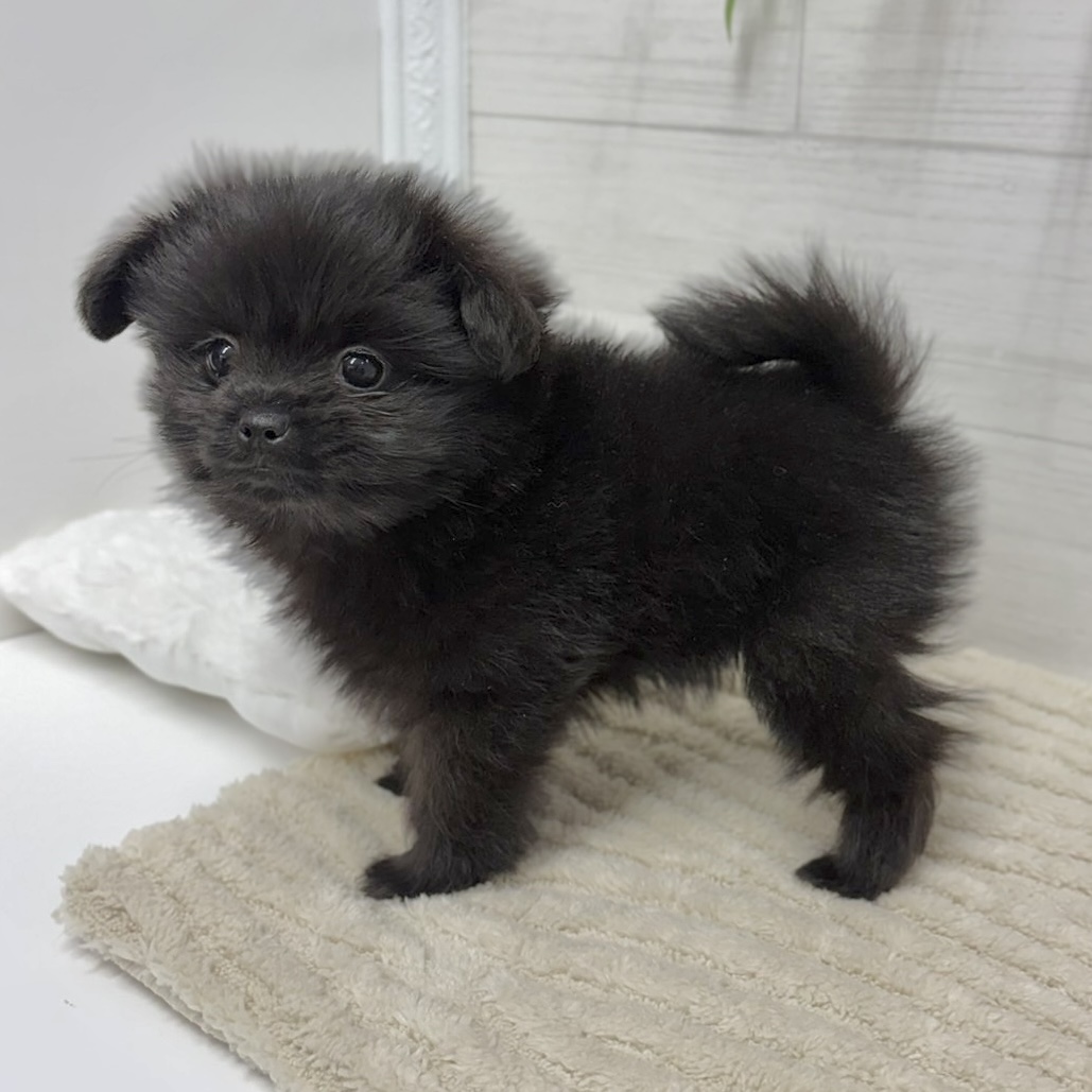 神奈川県のペキポメ/ポメペキ(ペキニーズ×ポメラニアン) (犬の家＆猫の里相模原店/2026年2月21日生まれ/女の子/ブラック)の子犬の3枚目の画像