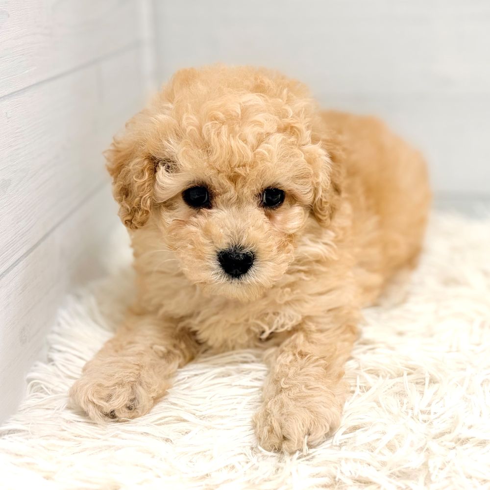 愛知県のトイプードル(トイ) (犬の家＆猫の里豊田店/2026年2月23日生まれ/女の子/アプリコット)の子犬の3枚目の画像