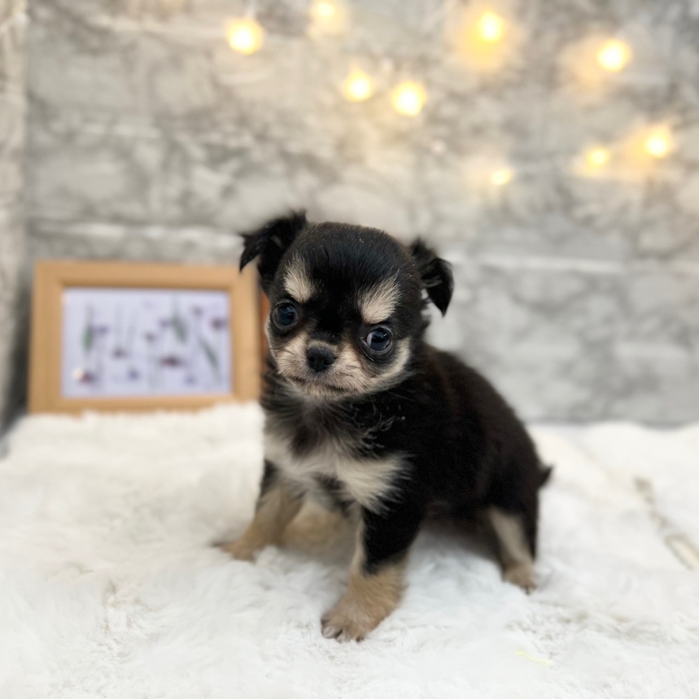 静岡県のチワワ(ロング) (犬の家＆猫の里MEGAドン・キホーテ袋井店/2026年2月24日生まれ/女の子/ブラックタンホワイト)の子犬の3枚目の画像