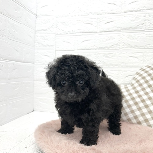 愛知県のチワプー/プーチー(チワワ×プードル) (犬の家＆猫の里豊川インター店/2026年2月22日生まれ/女の子/ブラック)の子犬の3枚目の画像