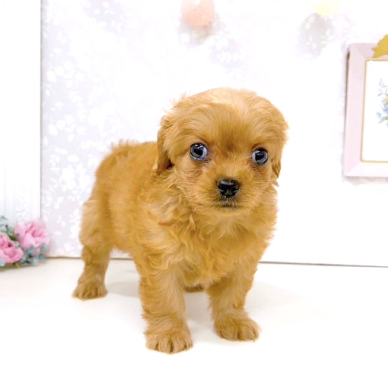 富山県のチワプー/プーチー(チワワ×プードル) (犬の家＆猫の里アミーゴ高岡蓮花寺店/2026年2月21日生まれ/男の子/レッド)の子犬の3枚目の画像