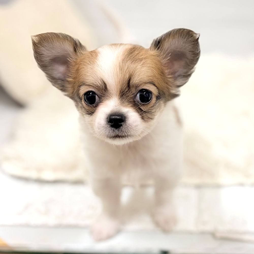 愛知県のチワワ(ロング) (犬の家＆猫の里豊田店/2026年2月23日生まれ/男の子/ホワイトレッド)の子犬の3枚目の画像