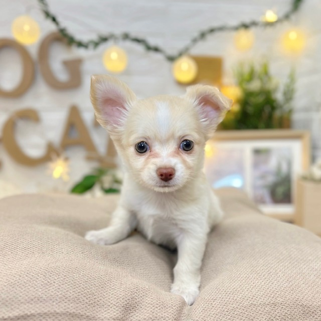 千葉県のチワワ(ロング) (犬の家＆猫の里ワンズモール稲毛店/2026年2月23日生まれ/男の子/クリームホワイト)の子犬の1枚目の画像