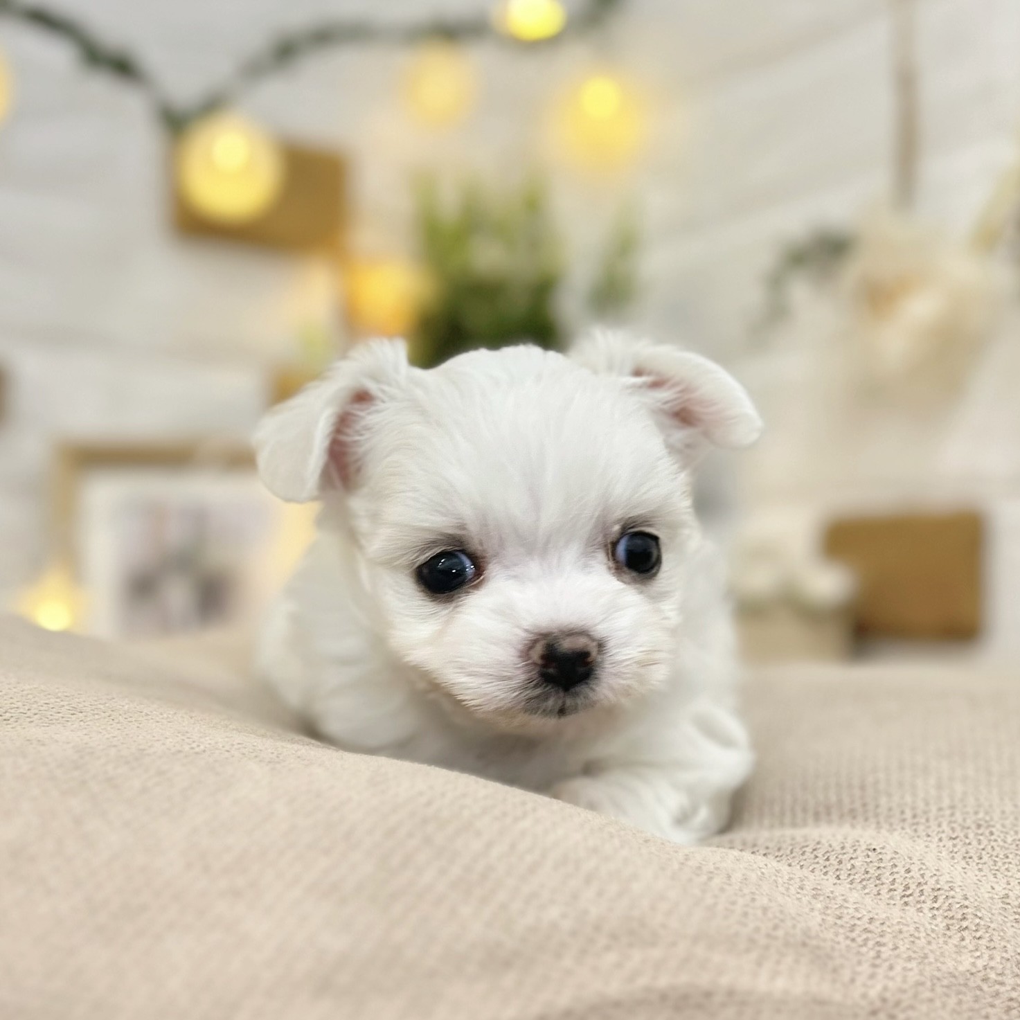 千葉県のチワマル/マルチワ(チワワ×マルチーズ) (犬の家＆猫の里ワンズモール稲毛店/2026年2月21日生まれ/女の子/ホワイト)の子犬の3枚目の画像