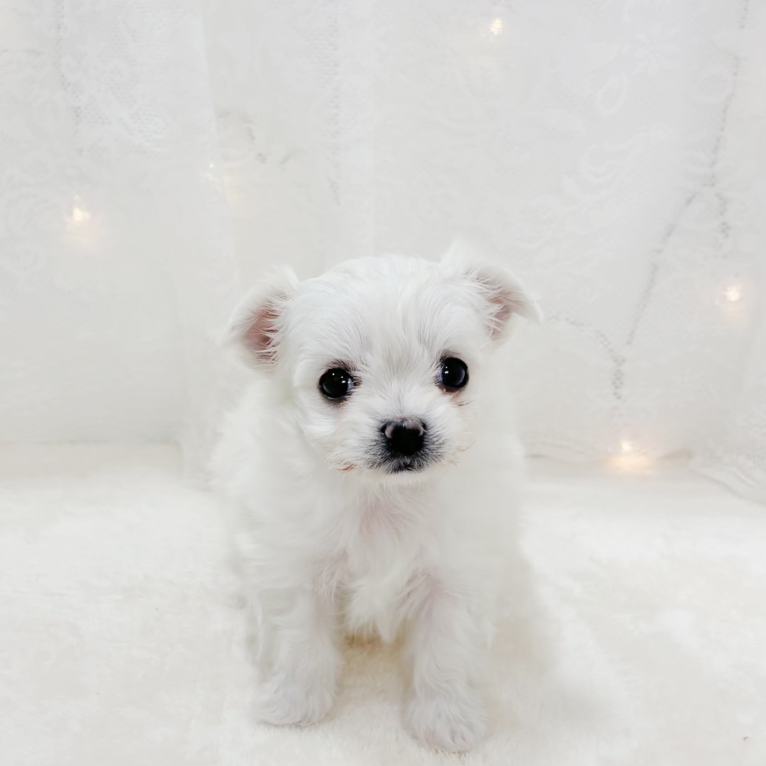 千葉県のチワマル/マルチワ(チワワ×マルチーズ) (犬の家＆猫の里BIGHOPガーデンモール印西店/2026年2月21日生まれ/女の子/ホワイト)の子犬の3枚目の画像
