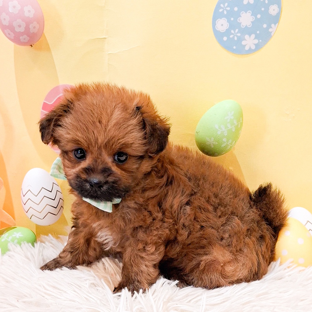 静岡県のポメプー(ポメラニアン×プードル) (犬の家＆猫の里富士店/2026年2月24日生まれ/男の子/オレンジ)の子犬の3枚目の画像