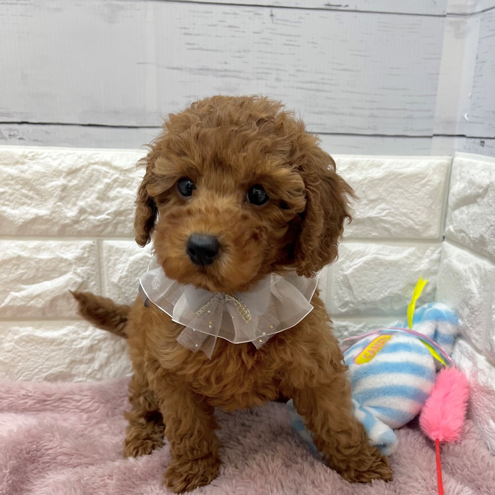 静岡県のトイプードル(トイ) (犬の家＆猫の里アミーゴ浜松和田店/2026年2月22日生まれ/男の子/レッド)の子犬の3枚目の画像