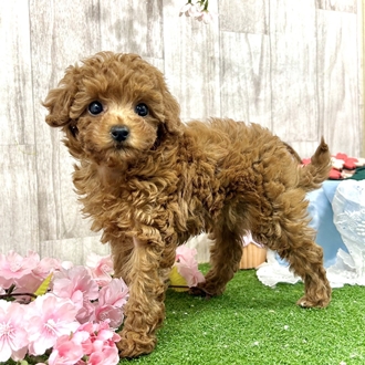 神奈川県のトイプードル(トイ) (犬の家＆猫の里小田原店/2026年2月22日生まれ/女の子/レッド)の子犬の3枚目の画像