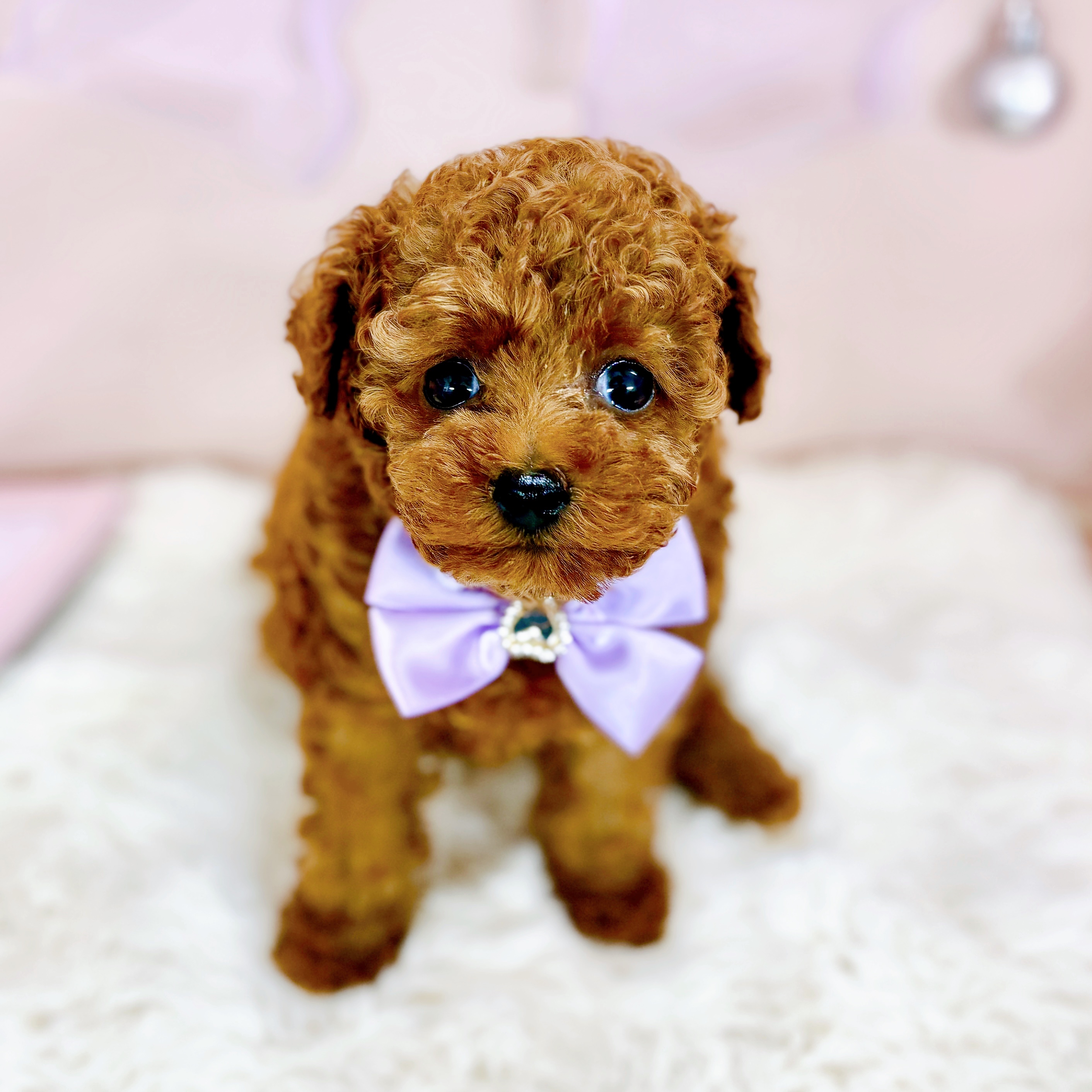 福井県のトイプードル(トイ) (犬の家＆猫の里アミーゴ福井大和田店/2026年2月23日生まれ/女の子/レッド)の子犬の3枚目の画像