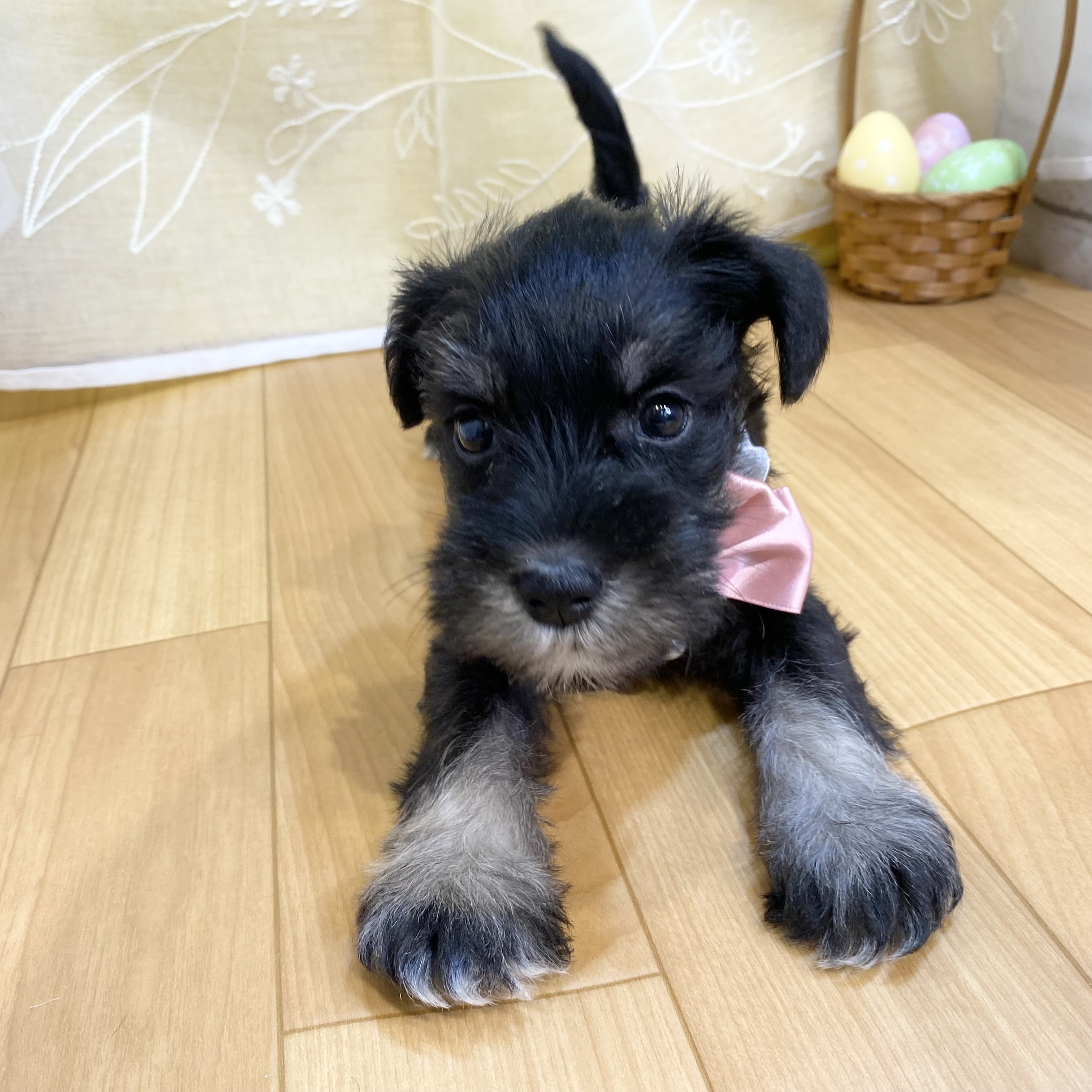 長野県のミニチュアシュナウザー (犬の家＆猫の里カインズ梓川店/2026年2月21日生まれ/女の子/ブラックシルバー)の子犬の3枚目の画像