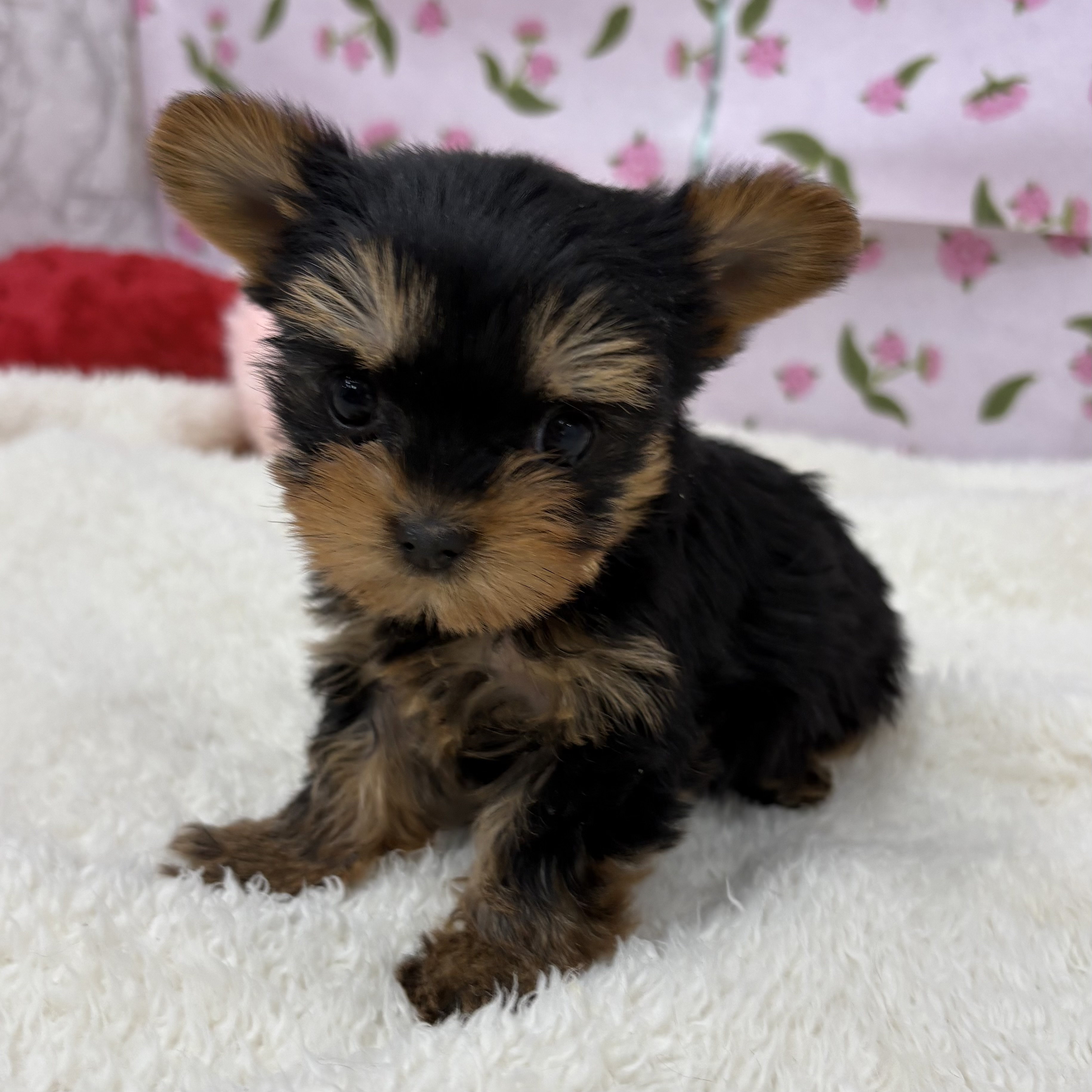 愛知県のヨークシャーテリア (犬の家＆猫の里エアポートウォーク店/2026年2月23日生まれ/女の子/スチールブルータン)の子犬の3枚目の画像