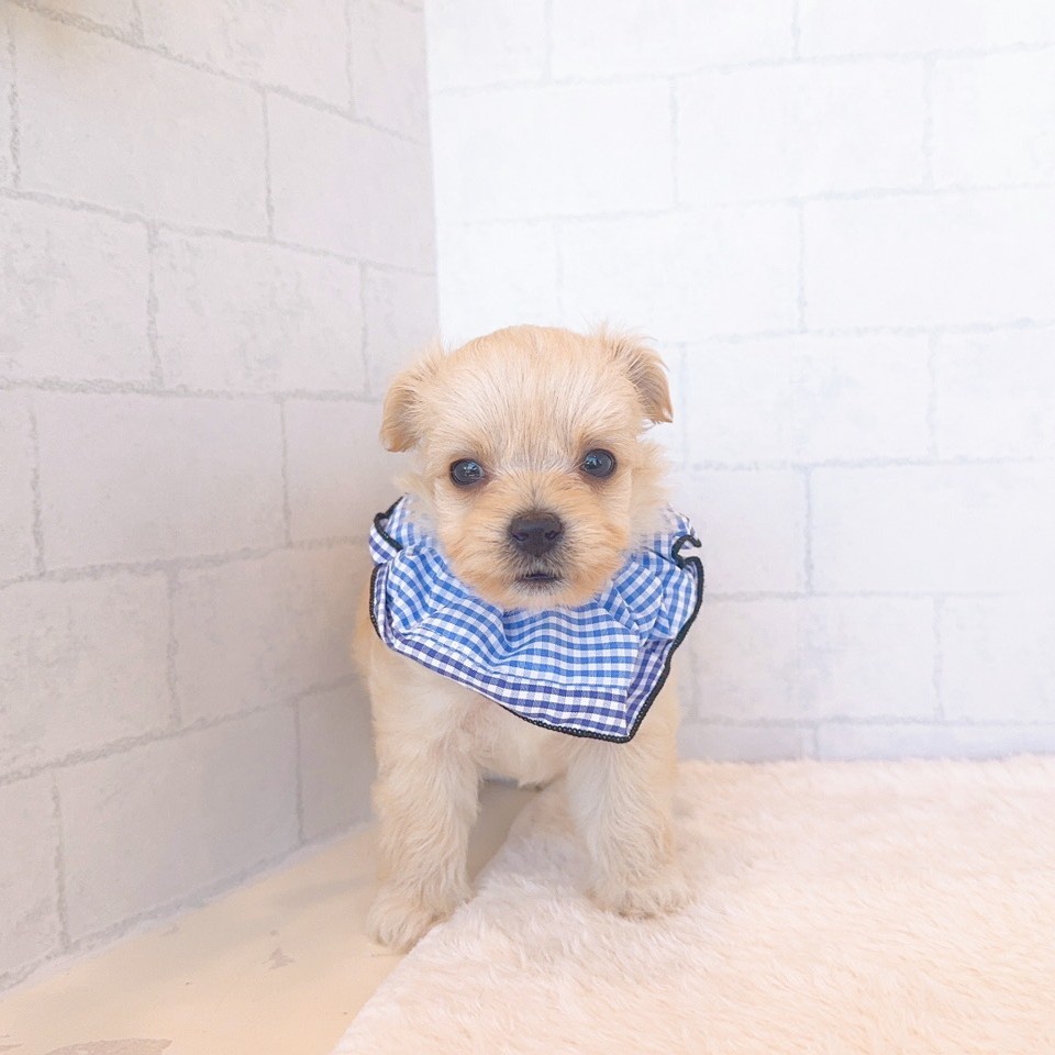 石川県のチワプー/プーチー(チワワ×プードル) (犬の家＆猫の里金沢店/2026年2月22日生まれ/男の子/クリーム)の子犬の3枚目の画像