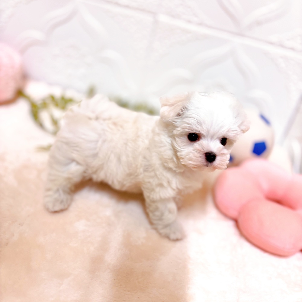 愛知県のマルチーズ (犬の家＆猫の里岡崎店/2026年2月22日生まれ/女の子/ホワイト)の子犬の3枚目の画像