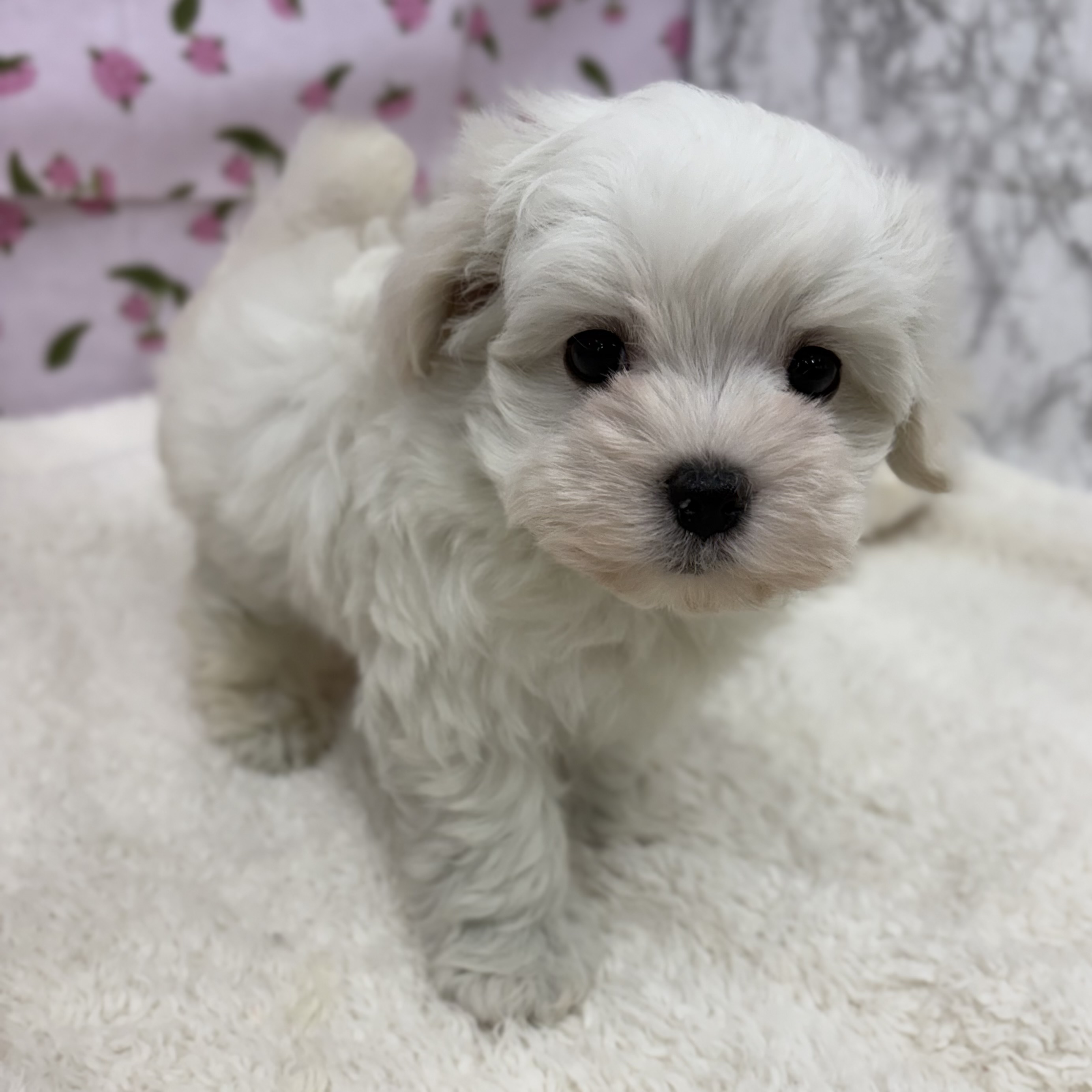 愛知県のマルチーズ (犬の家＆猫の里エアポートウォーク店/2026年2月22日生まれ/女の子/ホワイト)の子犬の3枚目の画像