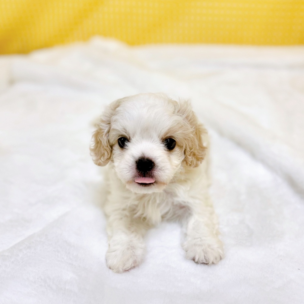 愛知県のハーフ犬・ミックス犬 (犬の家＆猫の里一宮店/2026年2月23日生まれ/男の子/ブレンハイム)の子犬の3枚目の画像