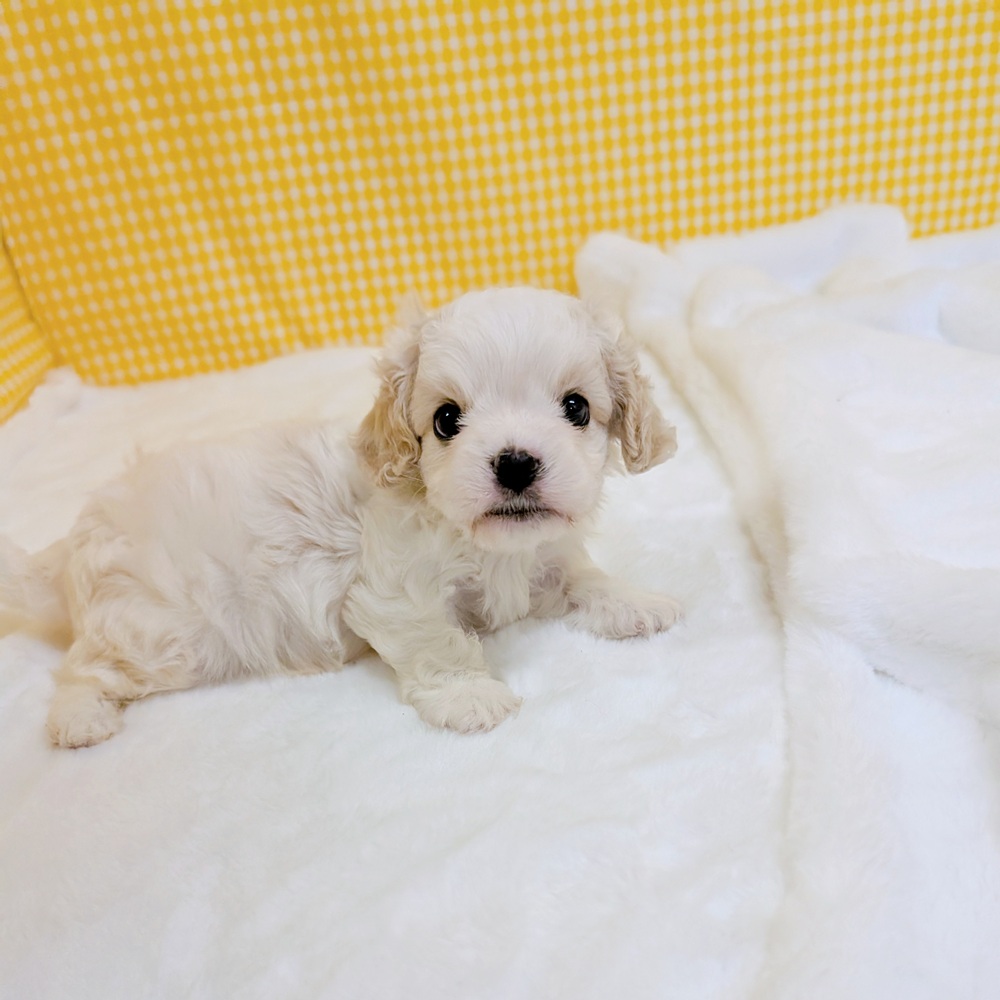 愛知県のハーフ犬・ミックス犬 (犬の家＆猫の里一宮店/2026年2月23日生まれ/男の子/ブレンハイム)の子犬の3枚目の画像