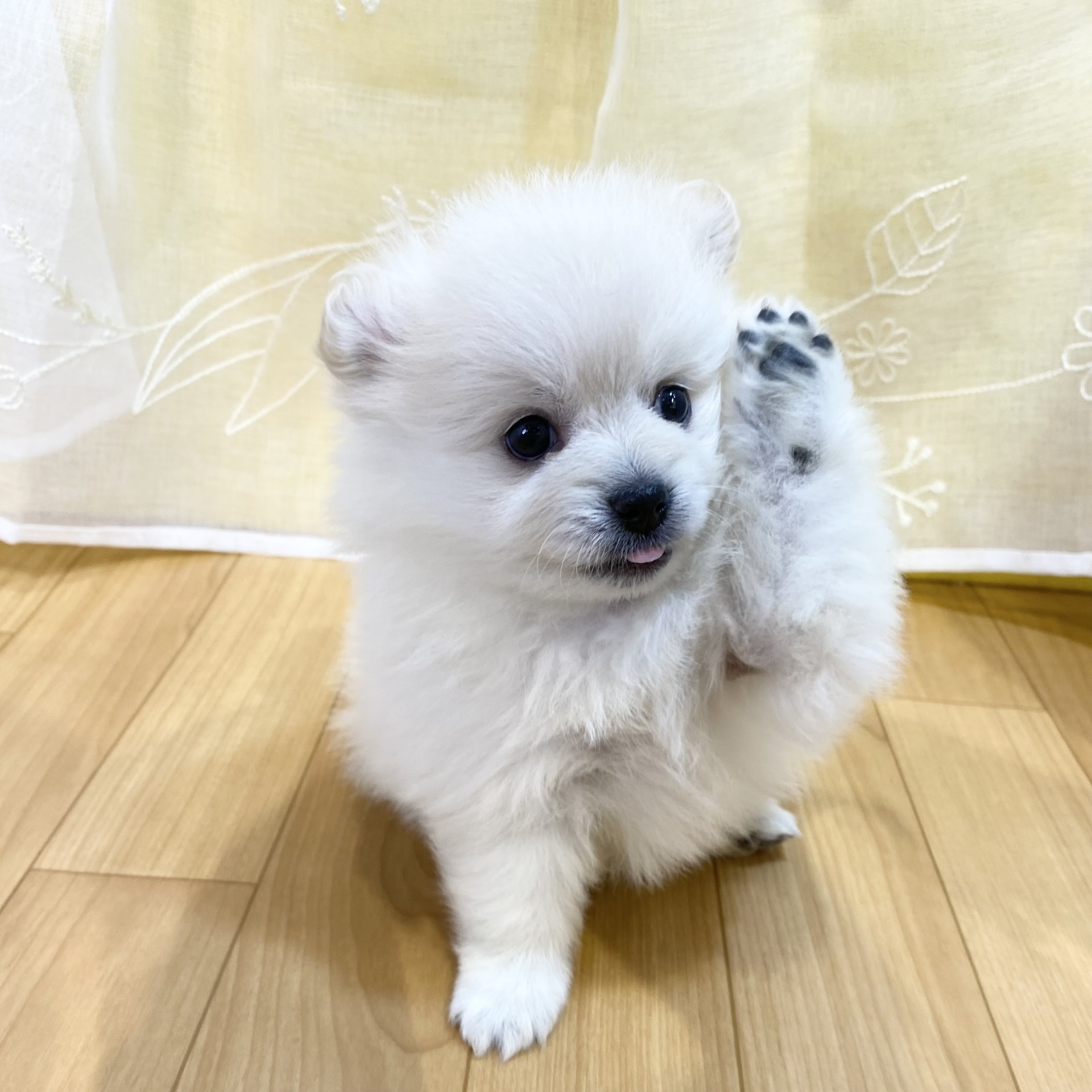 長野県のポメラニアン (犬の家＆猫の里カインズ梓川店/2026年2月22日生まれ/女の子/クリーム)の子犬の1枚目の画像