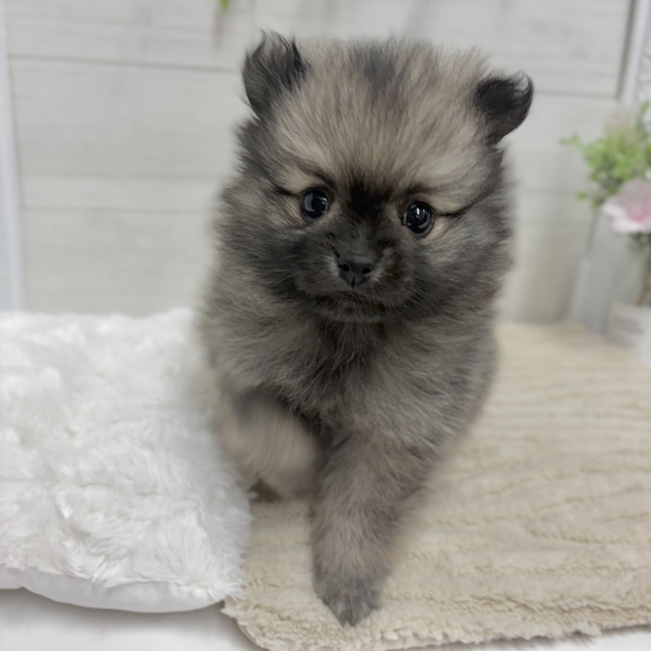 神奈川県のポメラニアン (犬の家＆猫の里相模原店/2026年2月22日生まれ/男の子/オレンジ)の子犬の3枚目の画像