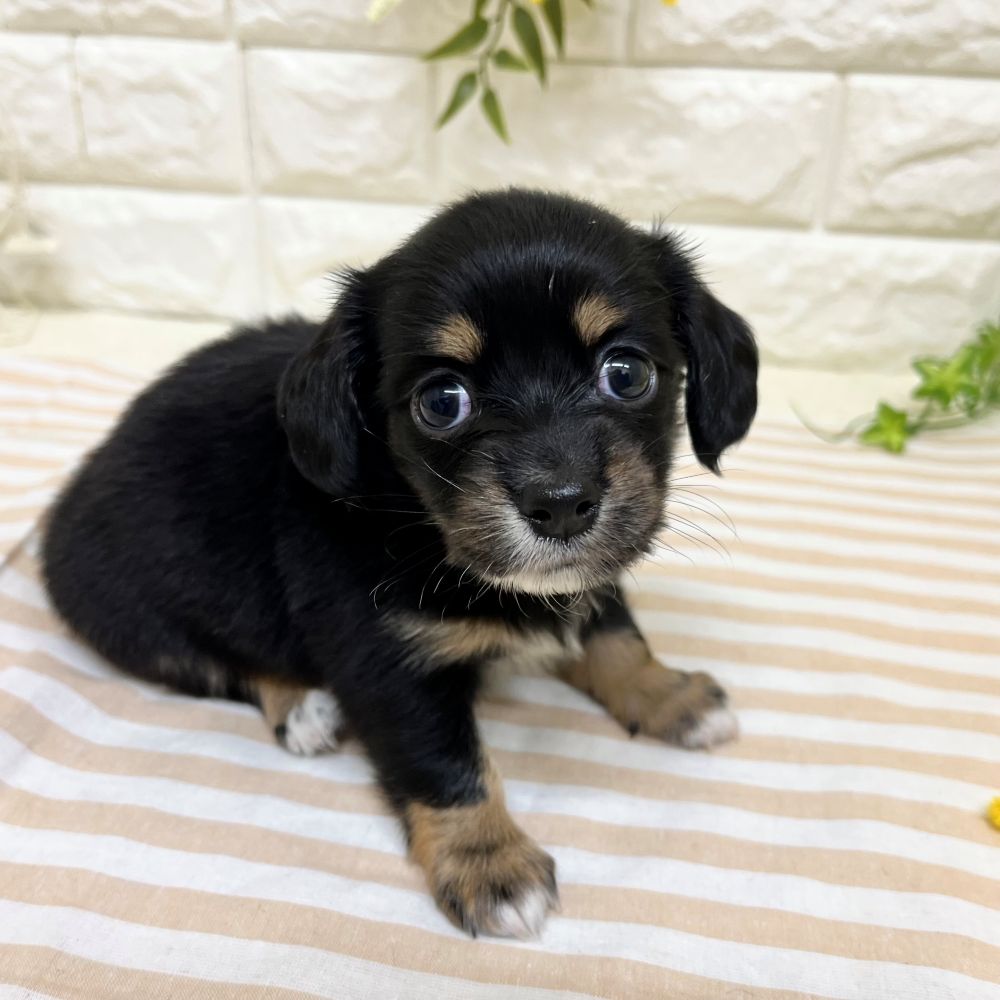 静岡県のチワックス(チワワ×ダックス) (犬の家＆猫の里藤枝店/2026年2月23日生まれ/女の子/ブラックタン)の子犬の3枚目の画像