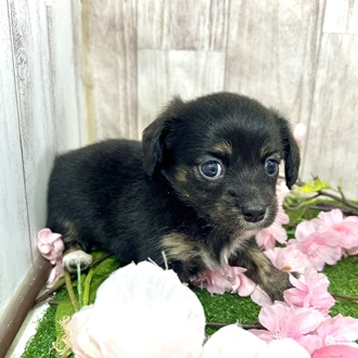 神奈川県のチワックス(チワワ×ダックス) (犬の家＆猫の里小田原店/2026年2月23日生まれ/女の子/ブラックタン)の子犬の3枚目の画像