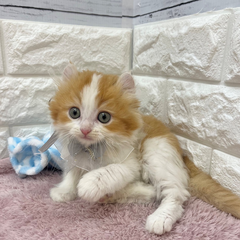 静岡県のアメリカンカール (犬の家＆猫の里アミーゴ浜松和田店/2026年2月23日生まれ/男の子/レッドホワイト)の子猫の3枚目の画像