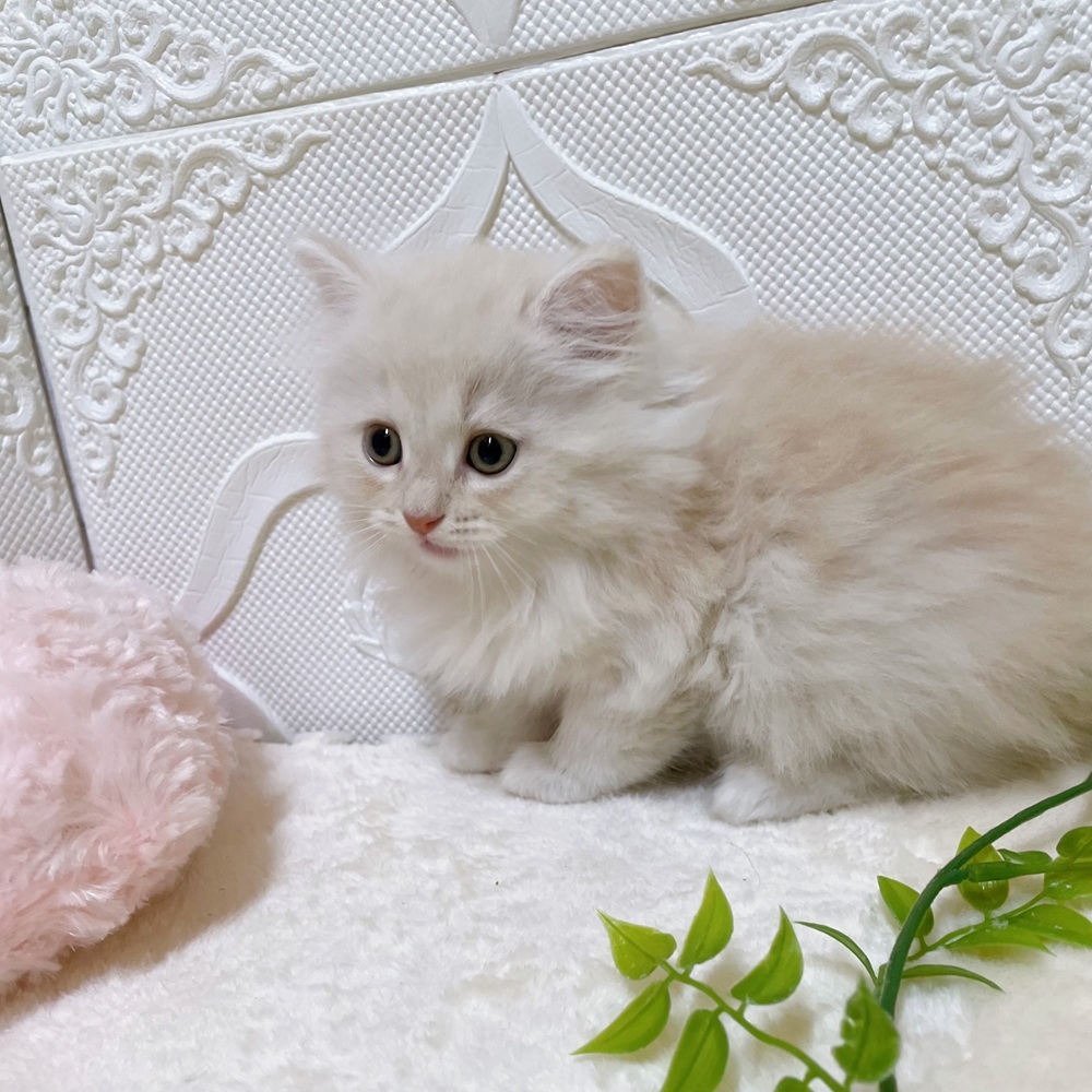 愛知県のサイベリアン (犬の家＆猫の里岡崎店/2026年2月22日生まれ/男の子/クリームタビー)の子猫の3枚目の画像