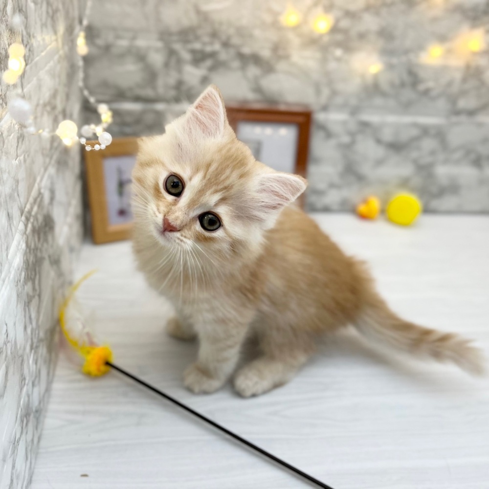 静岡県のサイベリアン (犬の家＆猫の里MEGAドン・キホーテ袋井店/2026年2月22日生まれ/男の子/クリームタビー)の子猫の3枚目の画像