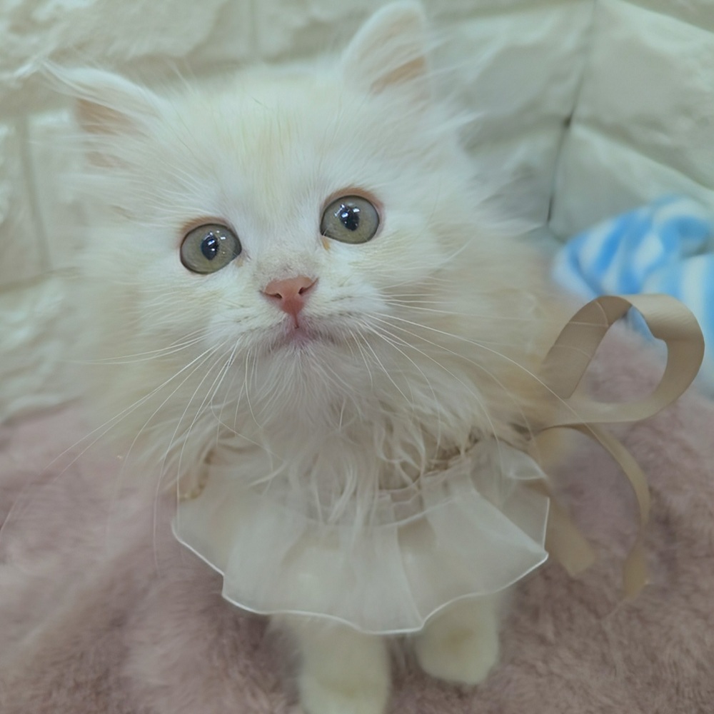 静岡県のサイベリアン (犬の家＆猫の里アミーゴ浜松和田店/2026年2月22日生まれ/男の子/クリームタビー)の子猫の3枚目の画像