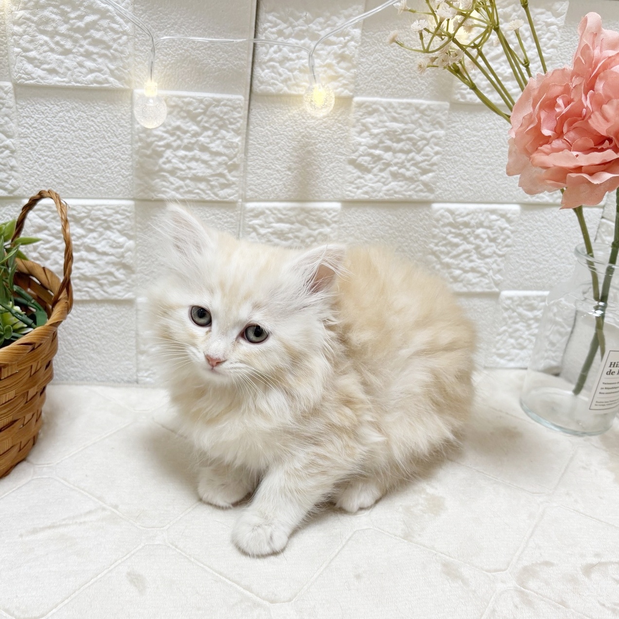 東京都のサイベリアン (犬の家＆猫の里ペットフォレスト小平店/2026年2月22日生まれ/女の子/クリームタビー)の子猫の3枚目の画像