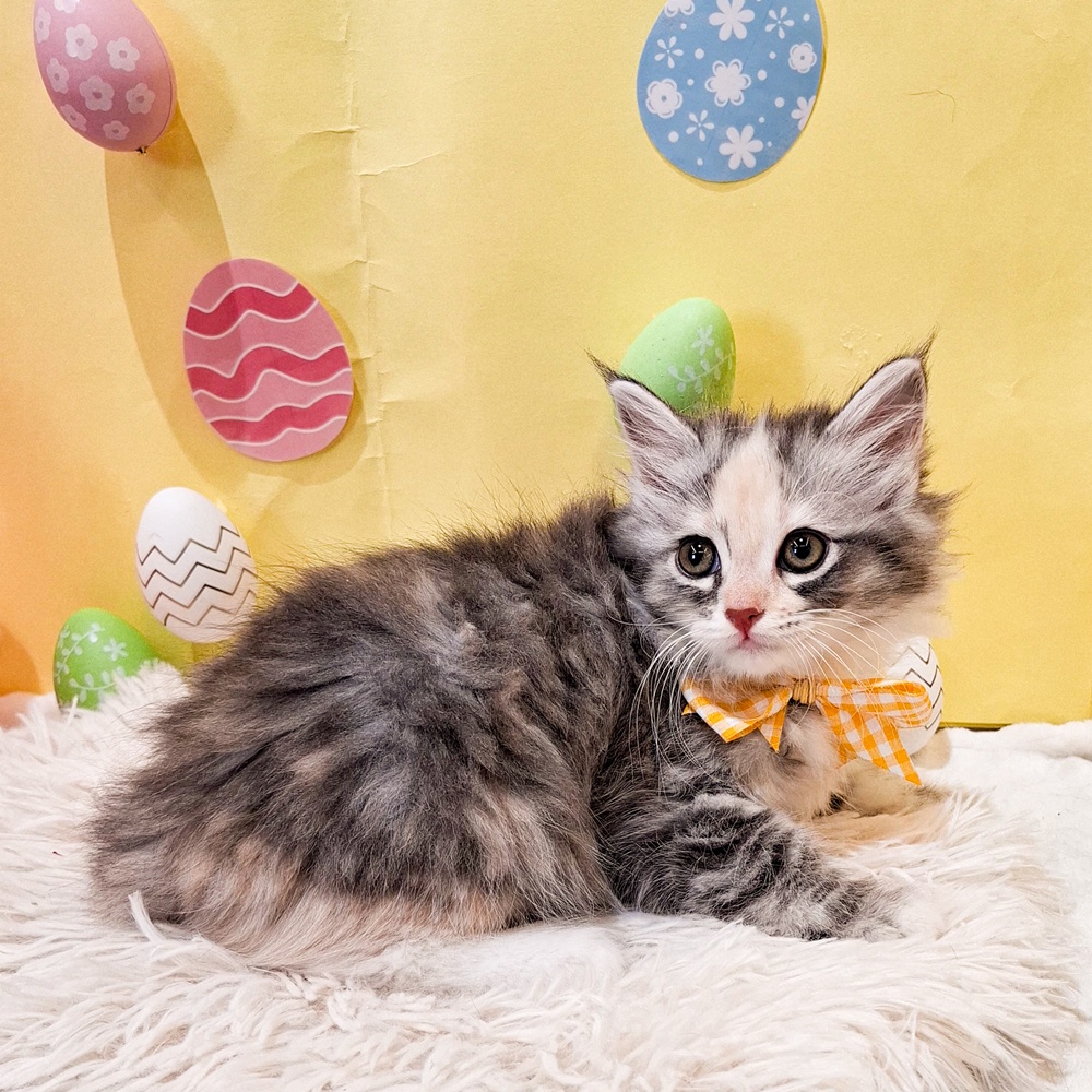 静岡県のサイベリアン (犬の家＆猫の里富士店/2026年2月15日生まれ/女の子/ダイリュートキャリコ)の子猫の3枚目の画像