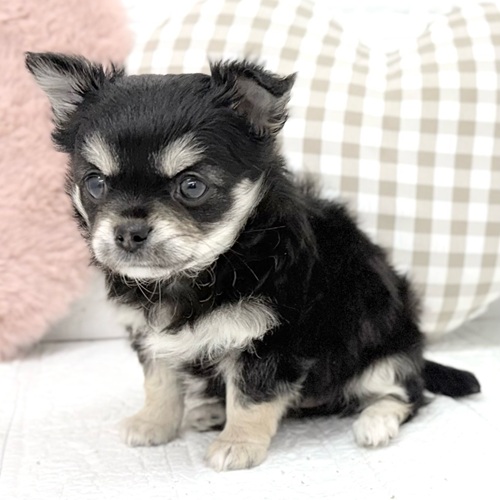 愛知県のチワワ(ロング) (犬の家＆猫の里豊川インター店/2026年2月23日生まれ/女の子/ブラッククリーム)の子犬の3枚目の画像