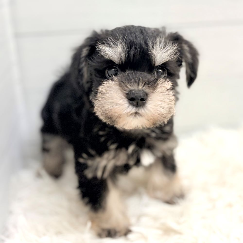 愛知県のミニチュアシュナウザー (犬の家＆猫の里豊田店/2026年2月23日生まれ/男の子/ブラックシルバー)の子犬の3枚目の画像