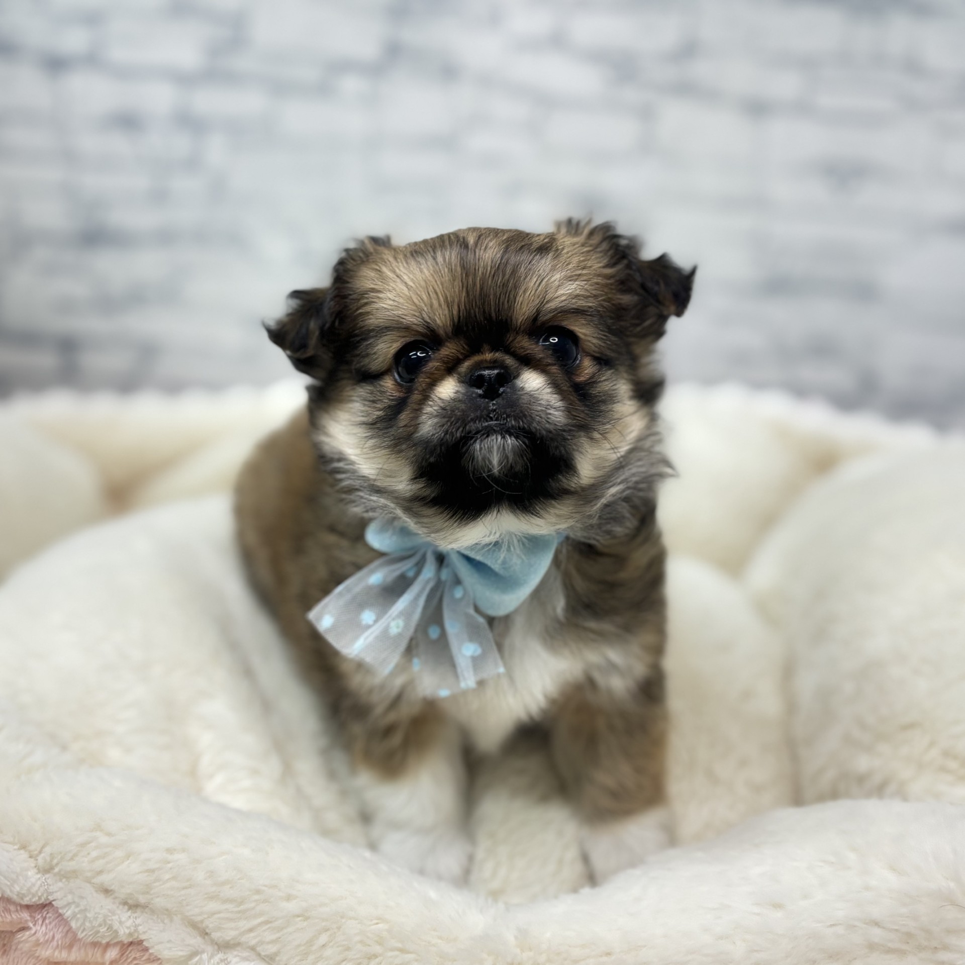 長野県のチワペキ/ペキチー/ペキチワ(チワワ×ペキニーズ) (犬の家＆猫の里長野店/2026年2月22日生まれ/女の子/セーブルホワイト)の子犬の3枚目の画像