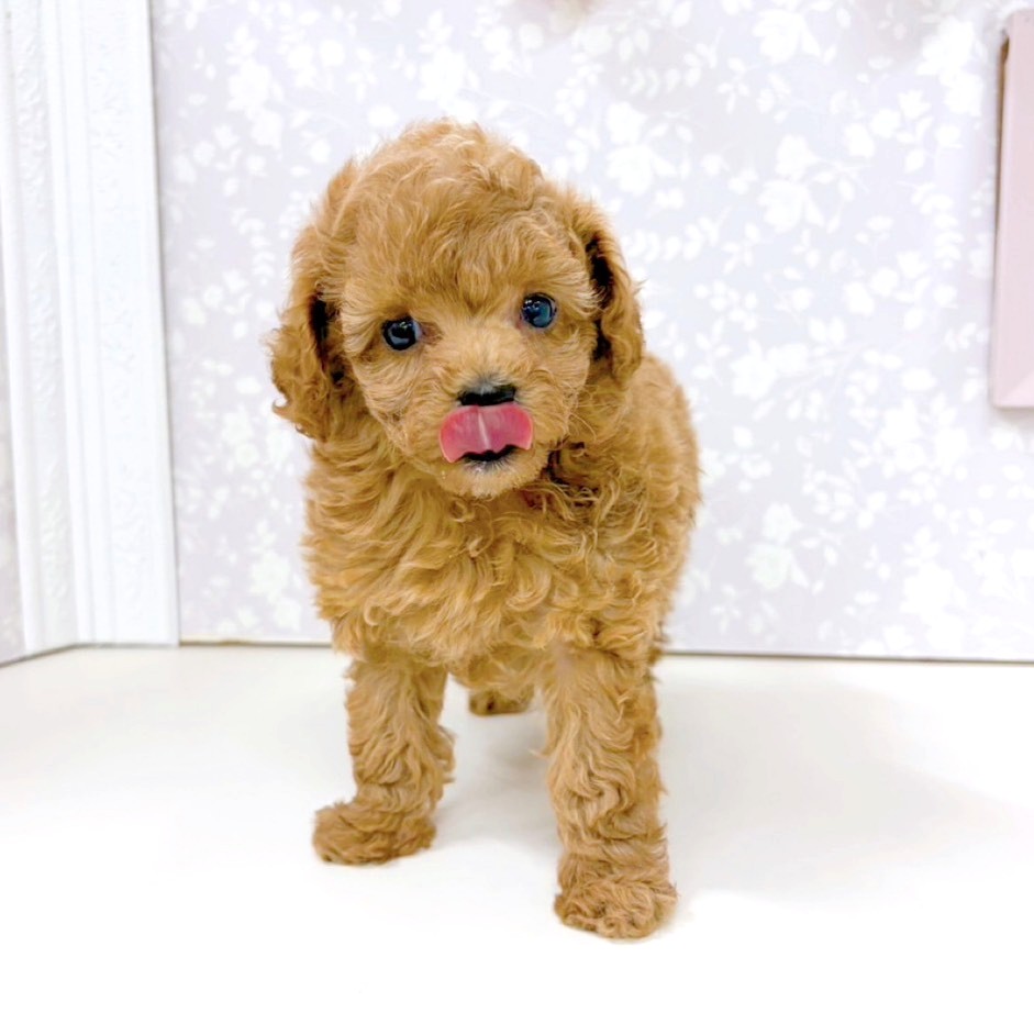 富山県のトイプードル(タイニー) (犬の家＆猫の里アミーゴ高岡蓮花寺店/2026年2月24日生まれ/男の子/アプリコット)の子犬の3枚目の画像