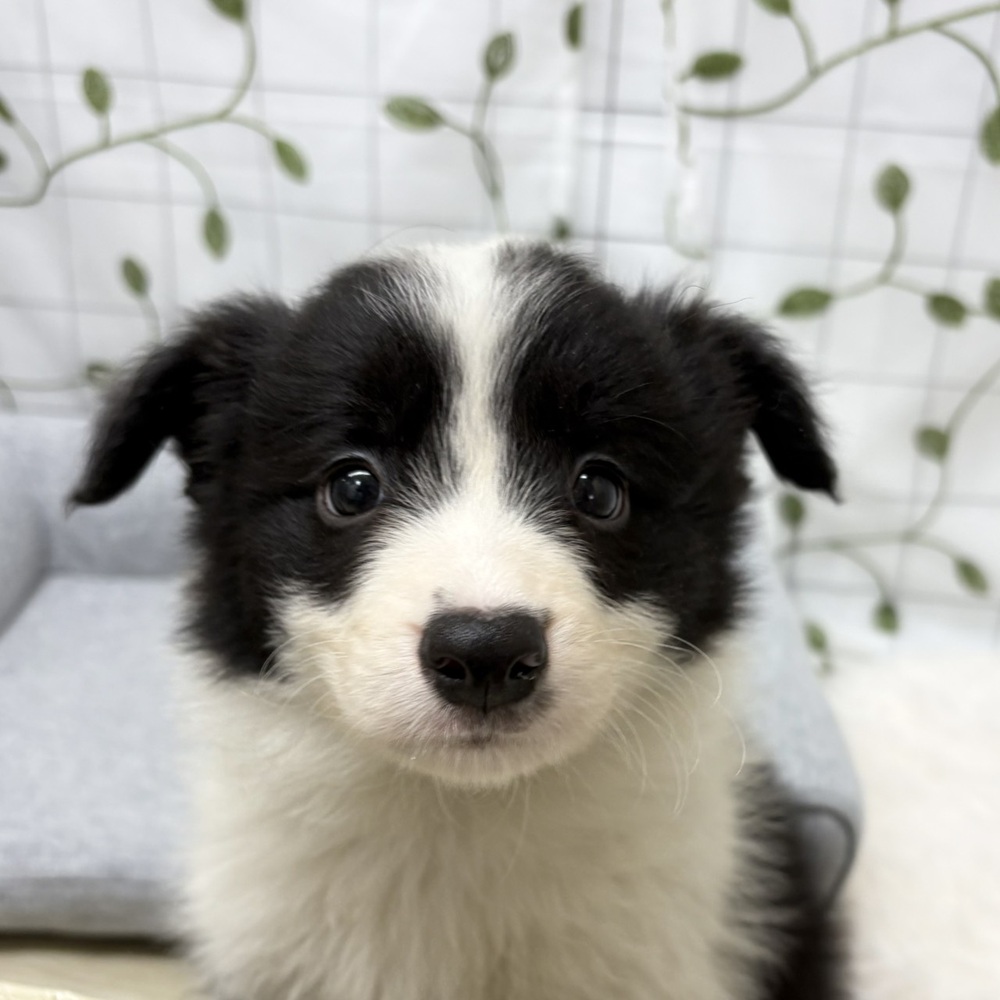 長野県のボーダーコリー (犬の家＆猫の里塩尻店/2026年2月21日生まれ/男の子/ブラックホワイト)の子犬の1枚目の画像