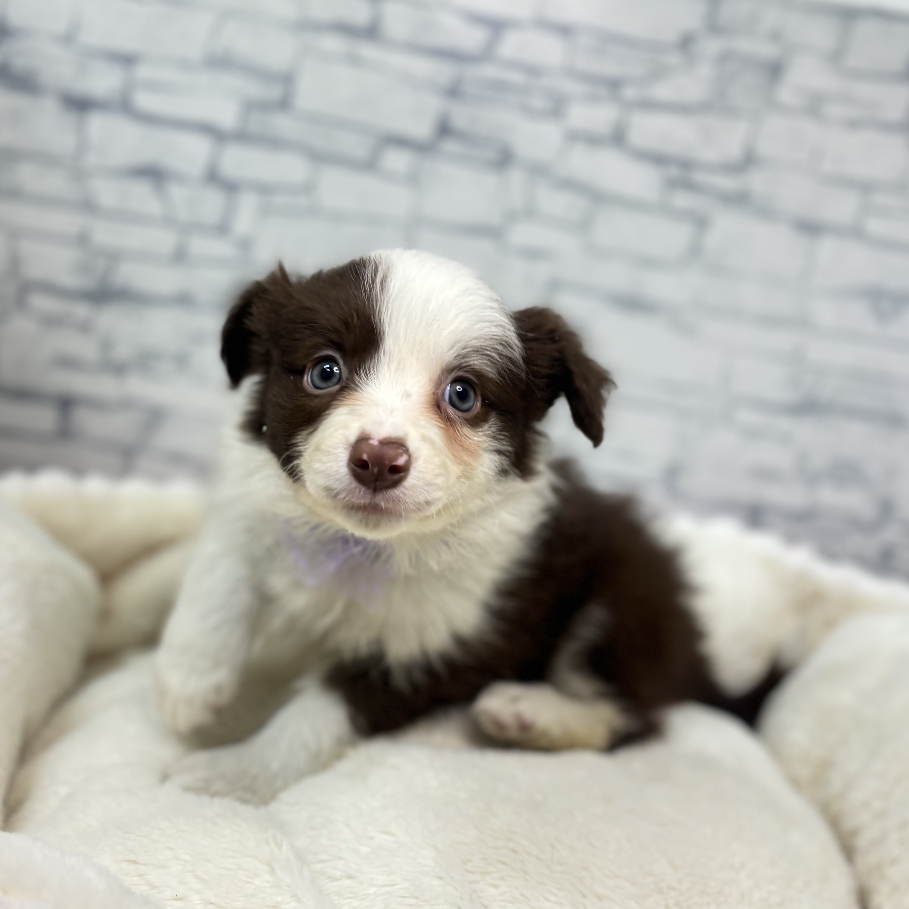 長野県のボーダーコリー (犬の家＆猫の里長野店/2026年2月21日生まれ/女の子/チョコレートホワイト)の子犬の3枚目の画像