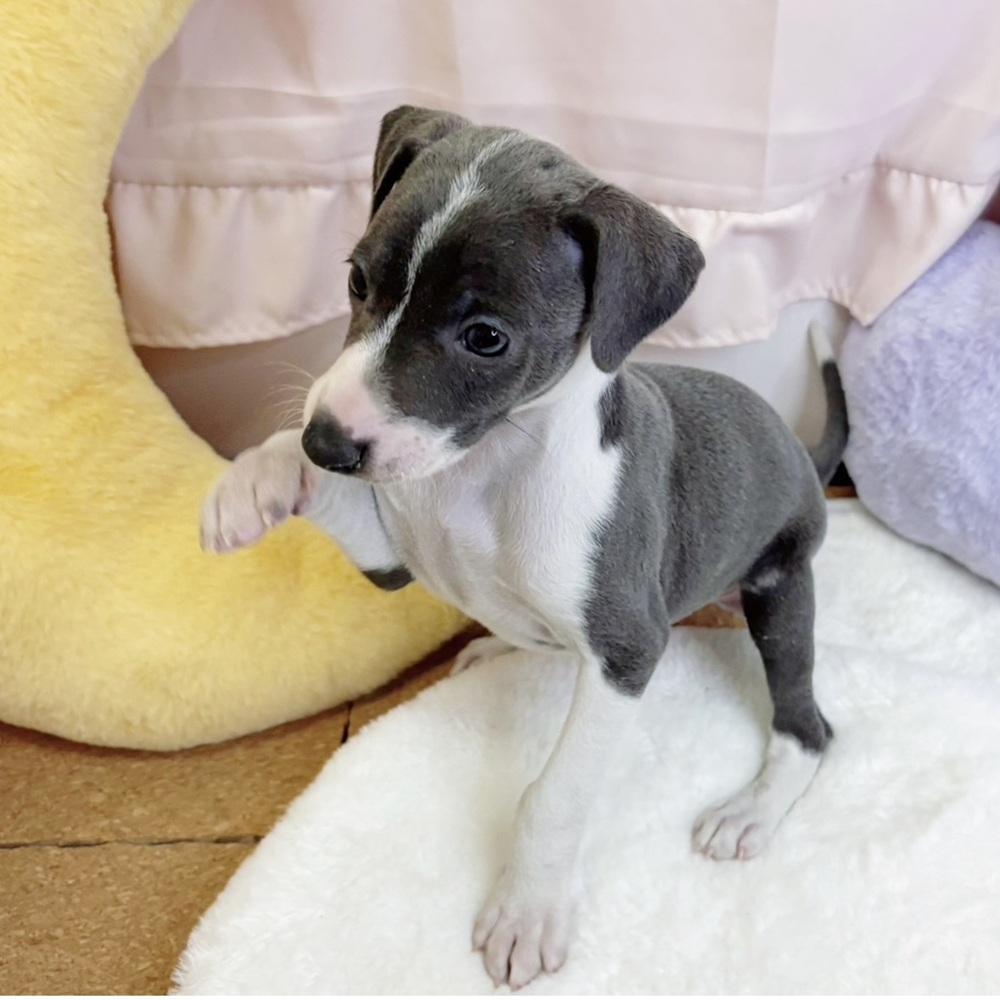 静岡県のイタリアングレーハウンド (犬の家＆猫の里マークイズ静岡店/2026年2月24日生まれ/男の子/ブルーホワイト)の子犬の3枚目の画像