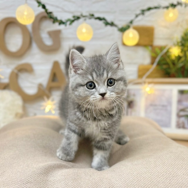 千葉県のスコティッシュストレート (犬の家＆猫の里ワンズモール稲毛店/2026年2月23日生まれ/女の子/ブルータビー)の子猫の1枚目の画像