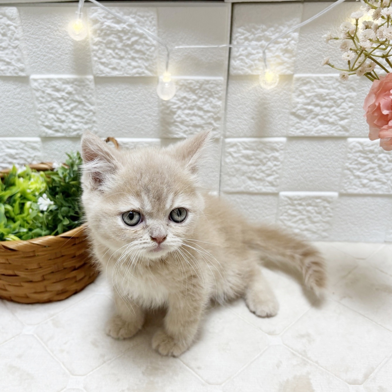 東京都のブリティッシュショートヘアー (犬の家＆猫の里ペットフォレスト小平店/2026年2月24日生まれ/男の子/クリーム)の子猫の3枚目の画像