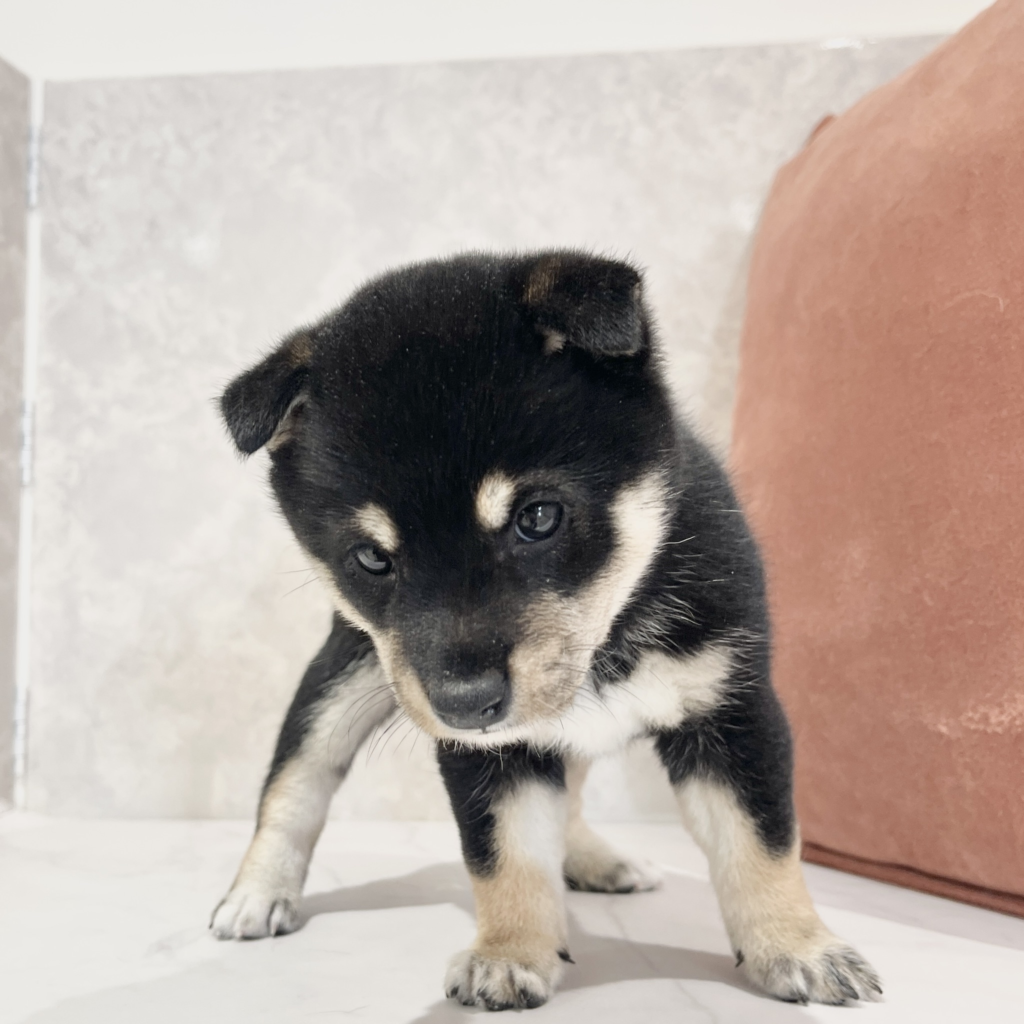 福岡県の豆柴 (犬の家＆猫の里くりえいと宗像店/2026年2月24日生まれ/女の子/黒)の子犬の3枚目の画像