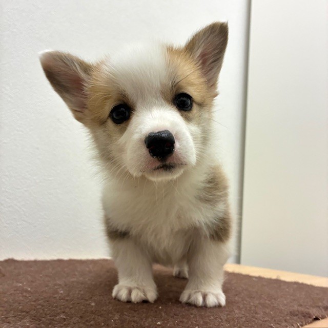 福岡県のウェルシュコーギーペンブローク (犬の家＆猫の里トリアス久山店/2026年2月22日生まれ/女の子/レッドホワイト)の子犬の3枚目の画像