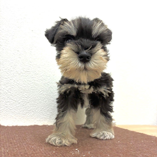 福岡県のミニチュアシュナウザー (犬の家＆猫の里トリアス久山店/2026年2月20日生まれ/男の子/ブラックシルバー)の子犬の3枚目の画像