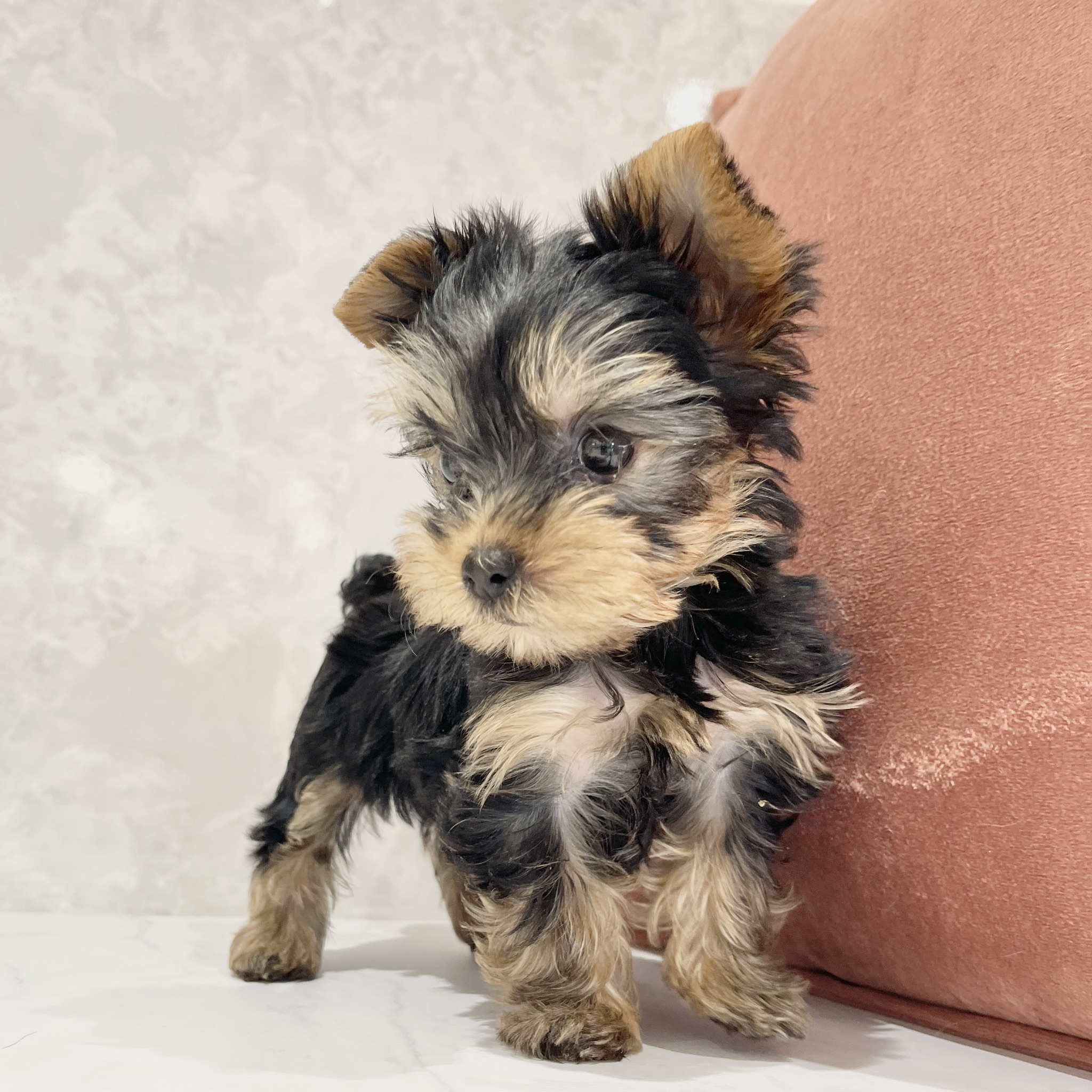 福岡県のヨークシャーテリア (犬の家＆猫の里くりえいと宗像店/2026年2月22日生まれ/女の子/スチールブルータン)の子犬の3枚目の画像
