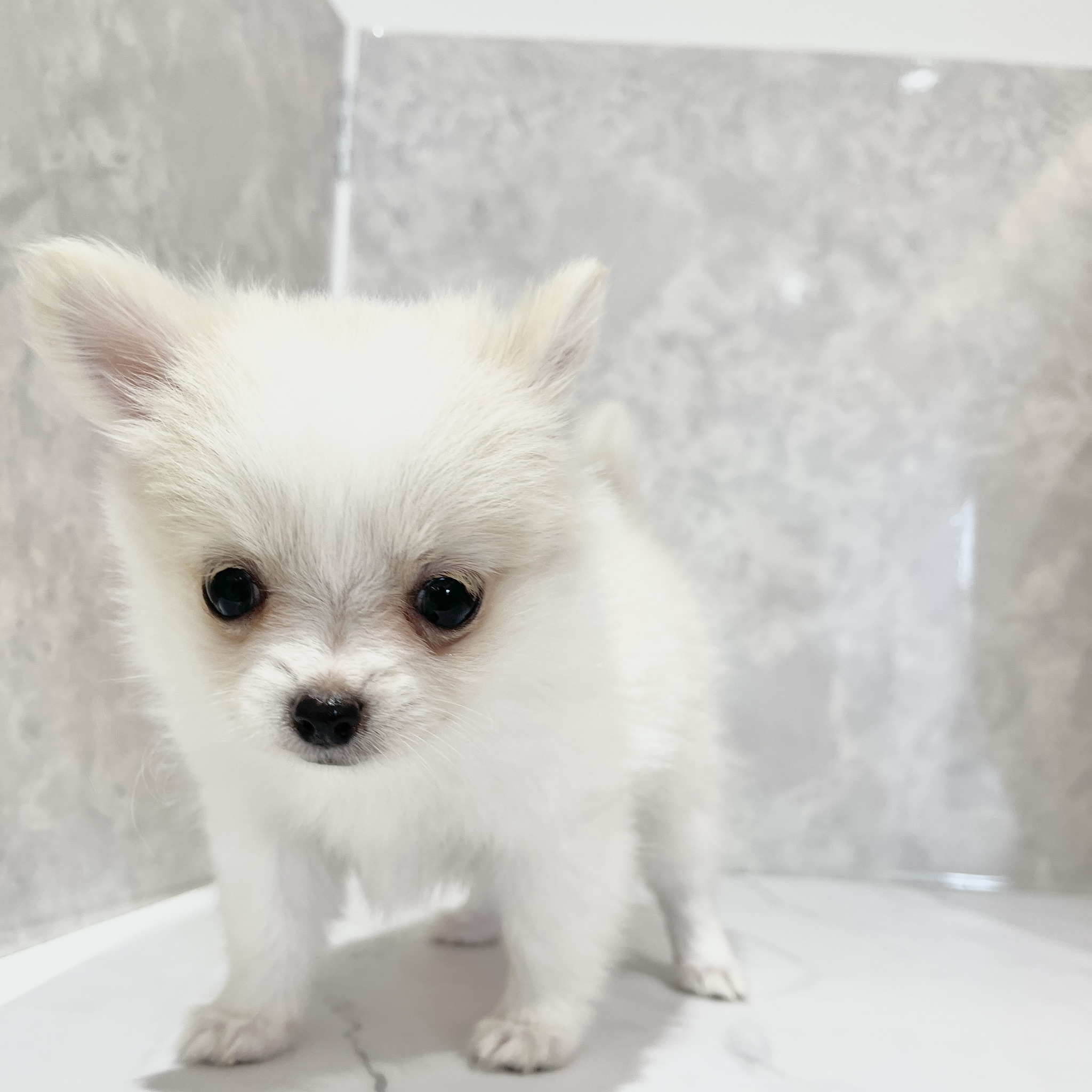 福岡県のポメチワ/チワポメ/ポメチー(ポメラニアン×チワワ) (犬の家＆猫の里くりえいと宗像店/2026年2月24日生まれ/女の子/ホワイトクリーム)の子犬の3枚目の画像