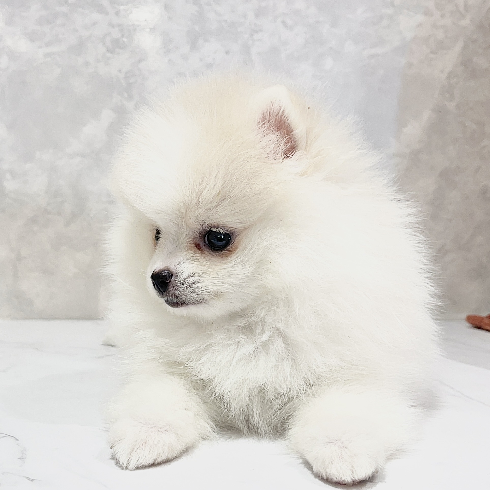 福岡県のポメラニアン (犬の家＆猫の里くりえいと宗像店/2026年2月20日生まれ/女の子/ホワイト)の子犬の3枚目の画像