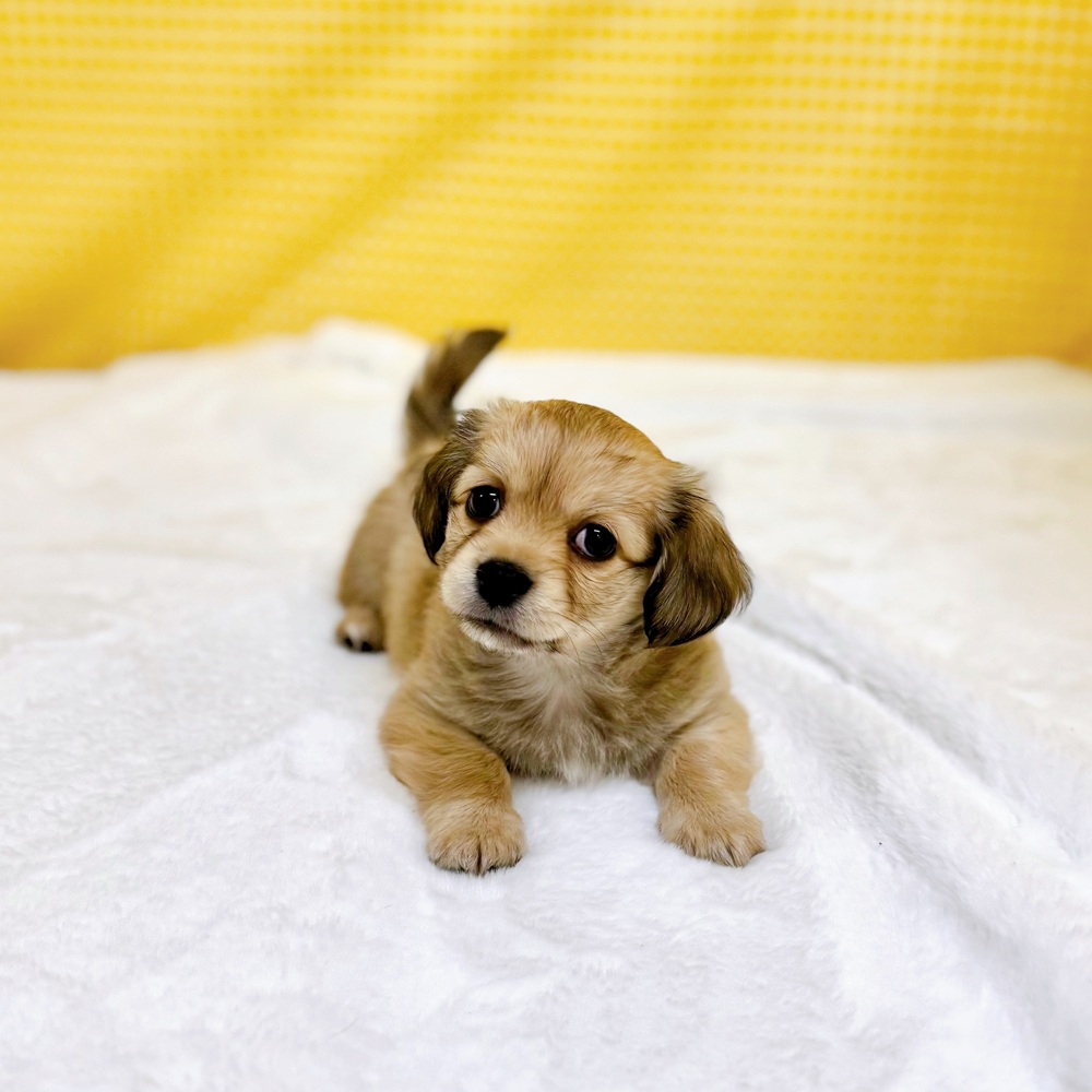 愛知県のチワックス(チワワ×ダックス) (犬の家＆猫の里一宮店/2026年2月23日生まれ/男の子/シェーデットイエロー)の子犬の3枚目の画像