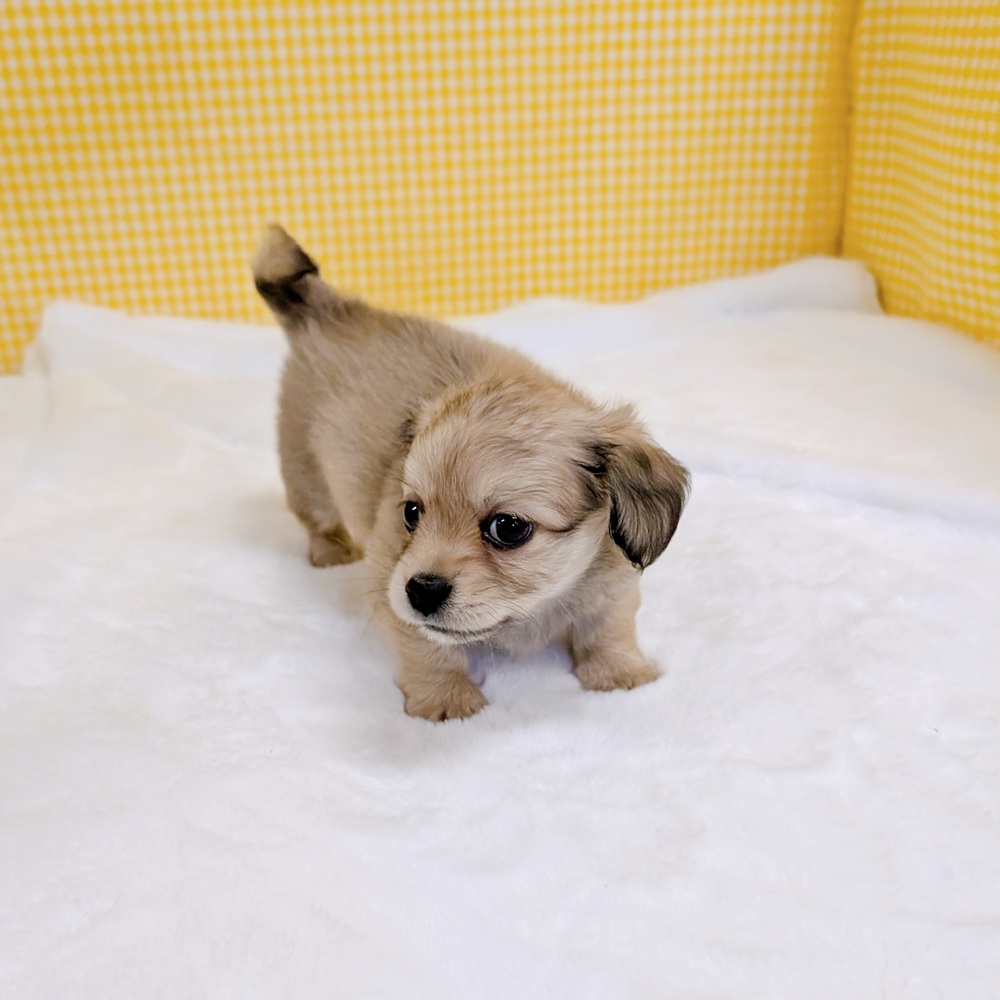 愛知県のチワックス(チワワ×ダックス) (犬の家＆猫の里一宮店/2026年2月23日生まれ/男の子/シェーデットイエロー)の子犬の3枚目の画像