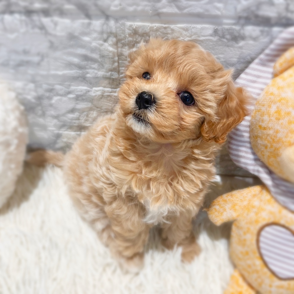 愛知県のマルプー(マルチーズ×プードル) (犬の家＆猫の里MiO香久山店/2026年2月24日生まれ/男の子/アプリコットホワイト)の子犬の3枚目の画像
