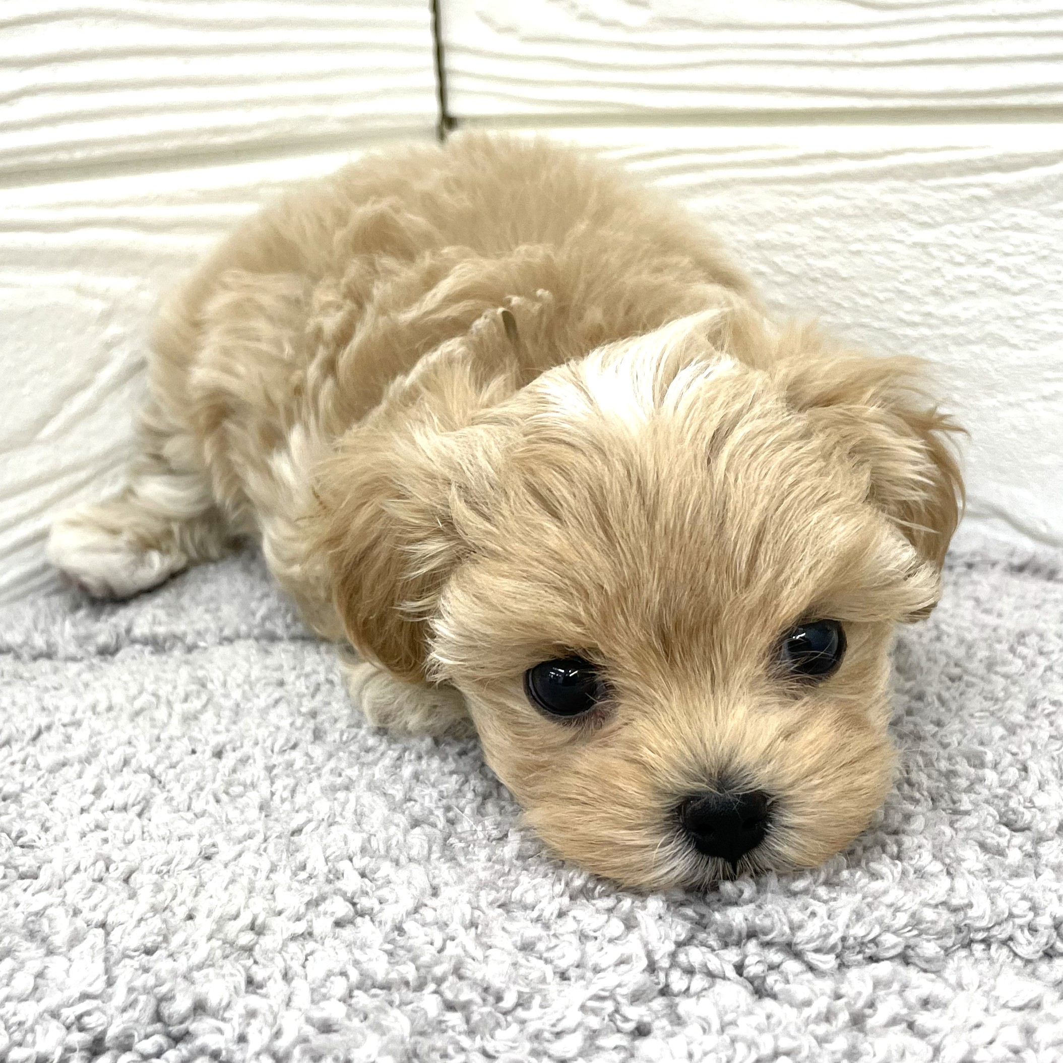 愛知県のマルプー(マルチーズ×プードル) (犬の家＆猫の里七宝店/2026年2月24日生まれ/女の子/アプリコットホワイト)の子犬の3枚目の画像