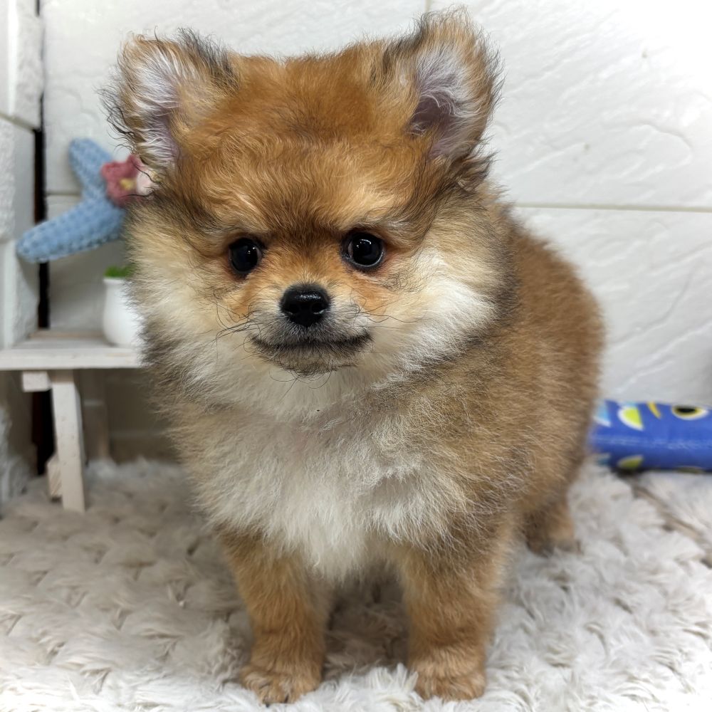 ハーフ犬女の子の写真